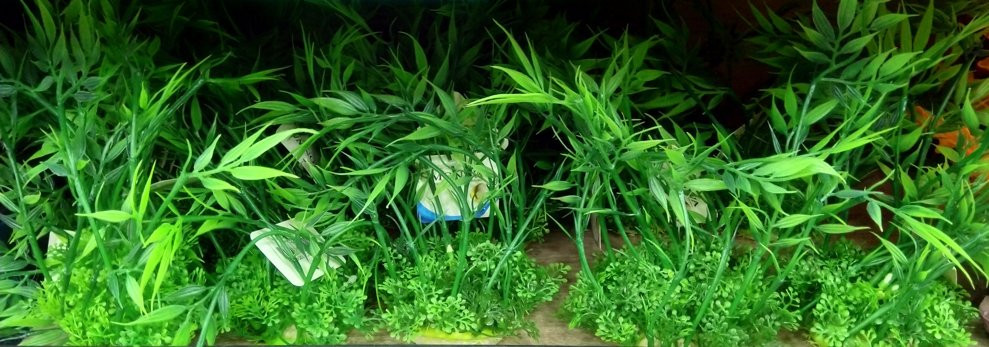 水族装饰植物/1200050
