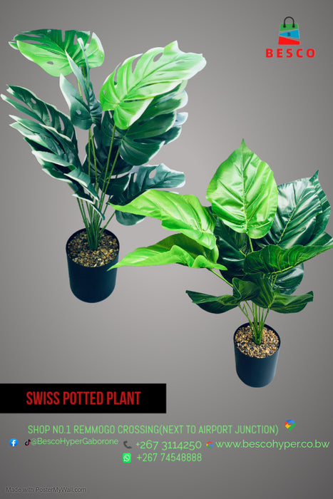 Swiss Potted Plants