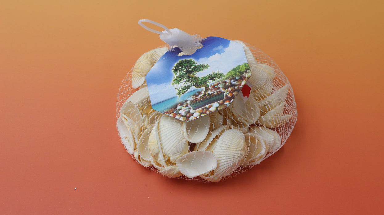 Snow Clam Shell / 11110008