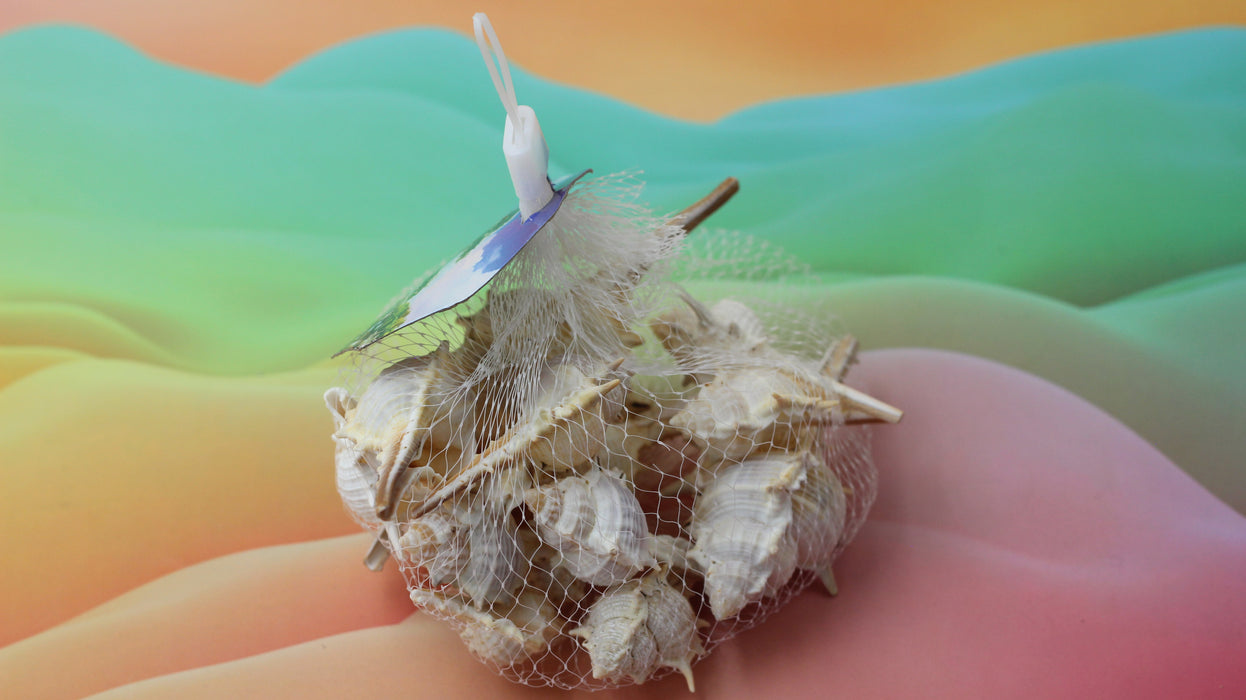 Spiny Conch / 11110006