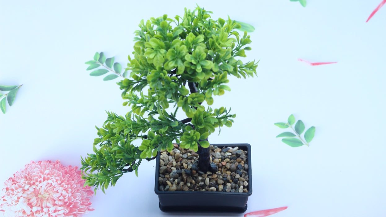 Pine / 10080002