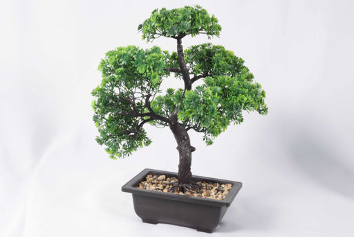 Cupland Bonsai / SXPZ-51 - Besco Hyper